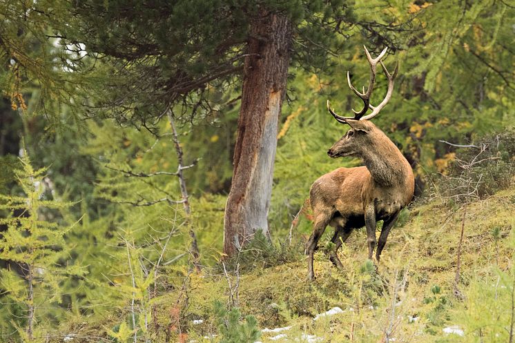 Hirsch(c)SchweizTourismus_HansLozza