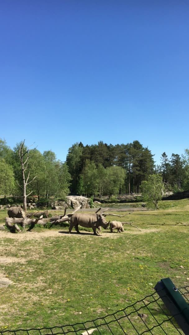 Noshörningar på grönbete i Borås Djurpark 