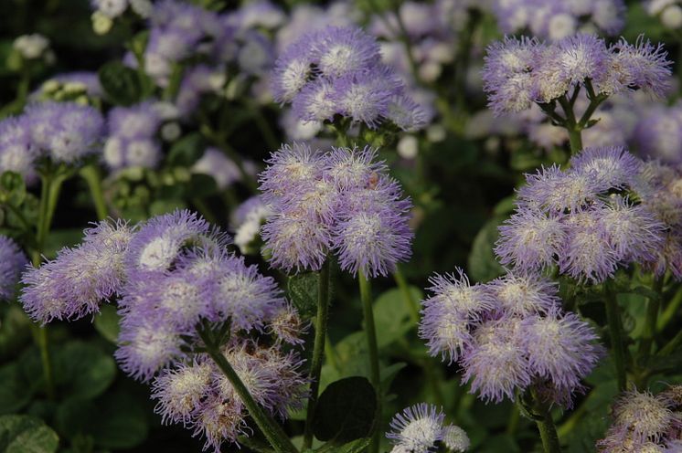 Ageratum houstonianum Butterfly Bicolor