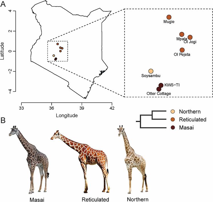Giraffes publication 