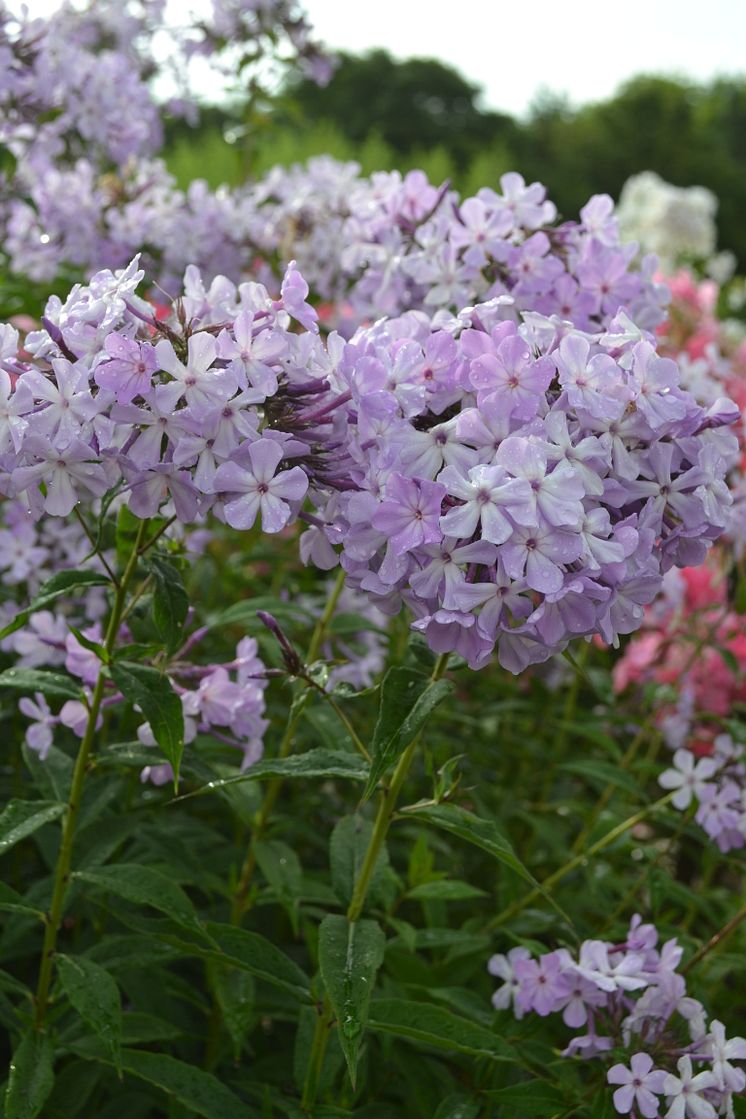 Höstflox, Phlox paniculata ’Alma Jansson’ Svenskt kulturarv