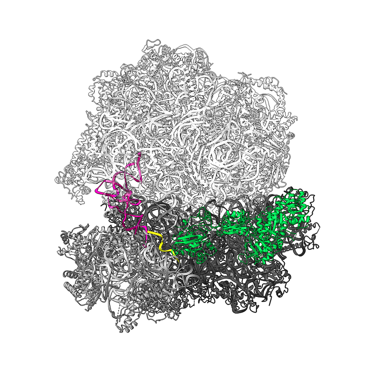 Giardia ribosome 