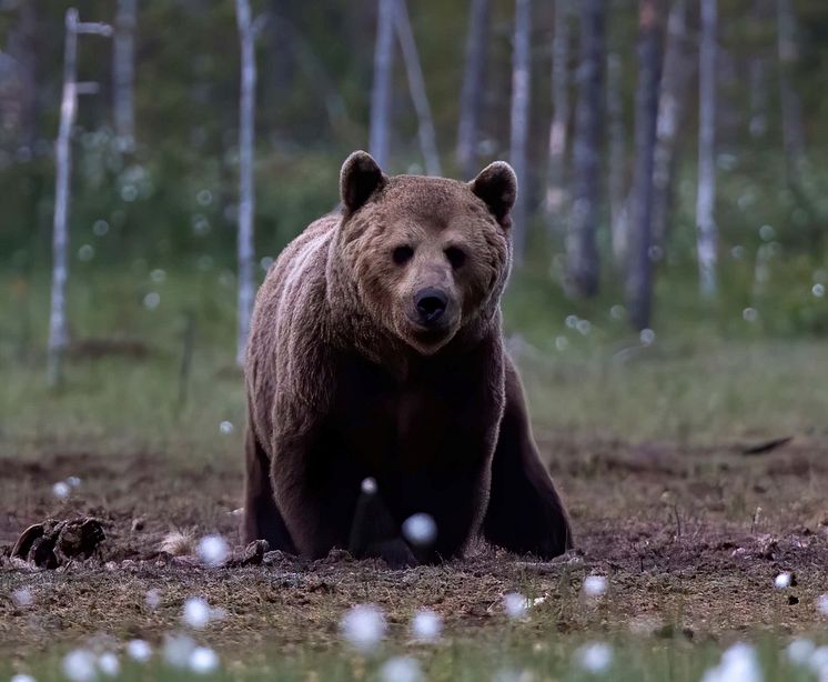 Scandinavian brown bear