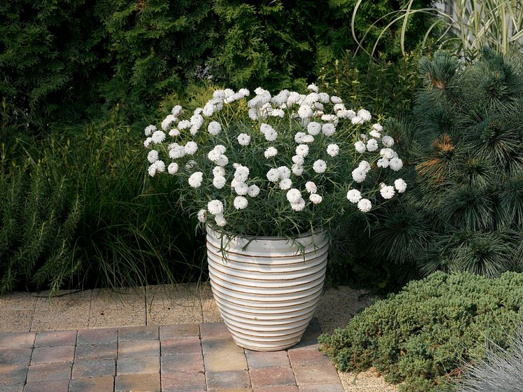 Molimba® Duplo Pearl