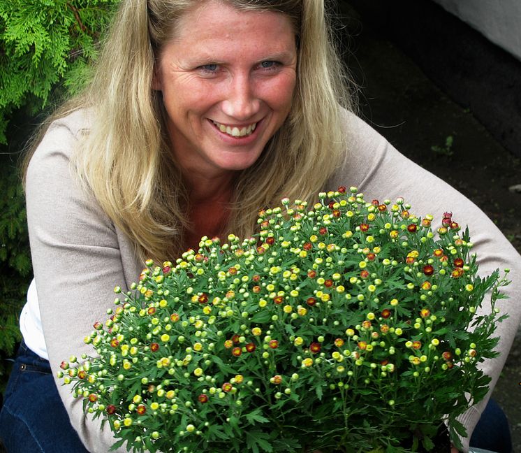 Plantering av bollkrysantemum