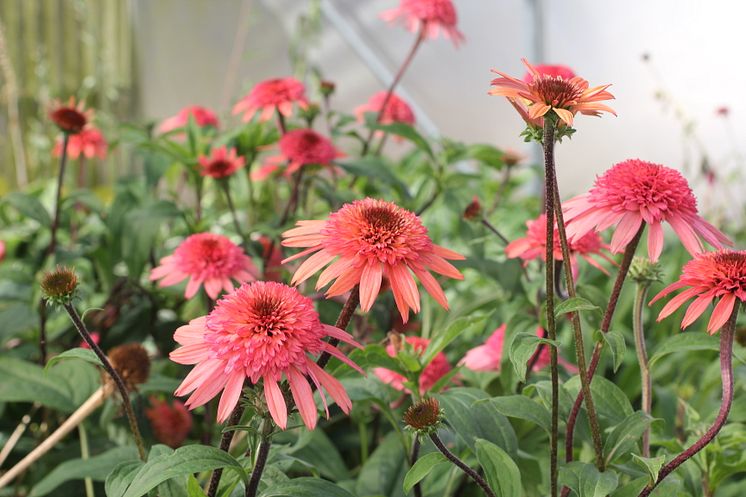 Rudbeckia, Echinacea 'Guava Ice' vårnyhet 2014 Blomsterlandet