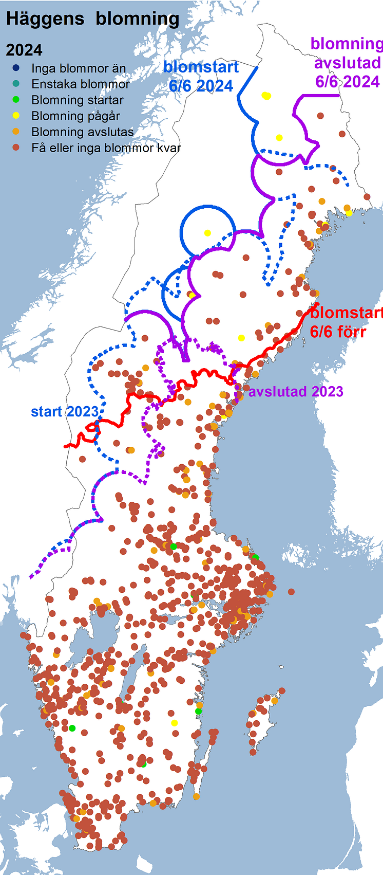 Häggens blomning 2024.png