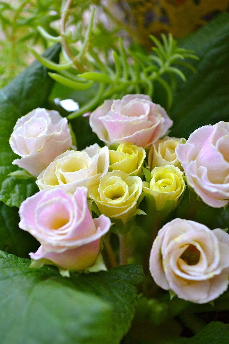 Primula 'Bellerose'