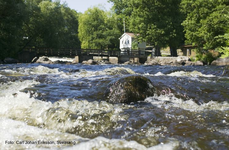 Dags för årets laxfiskepremiär