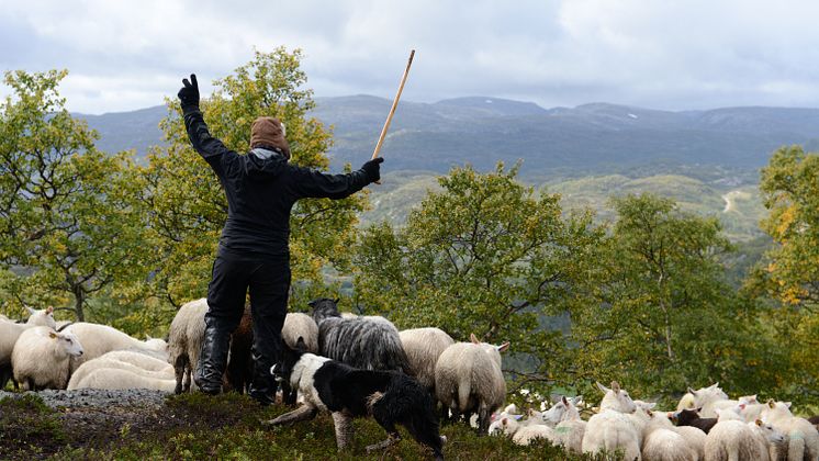 Sau på beite