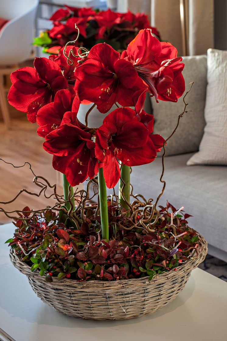 Amaryllis i närbild