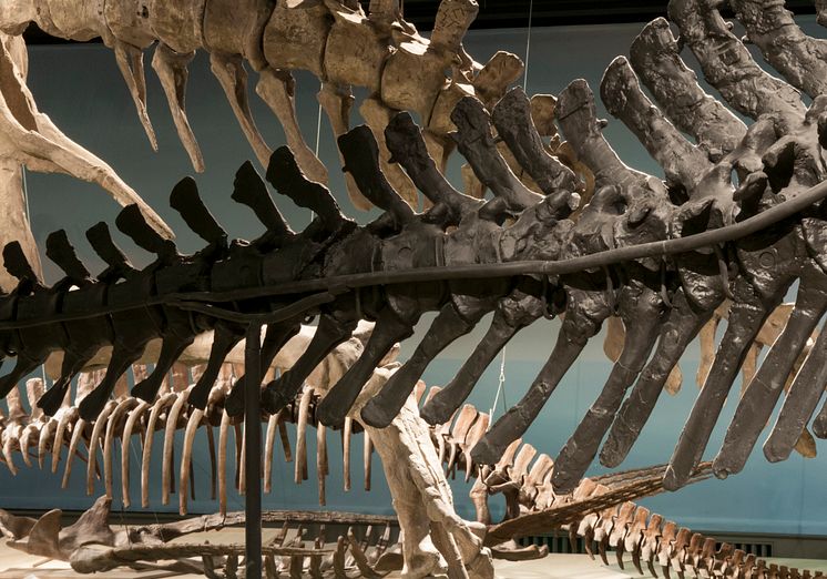 Fossil och evolution - blandade skelett