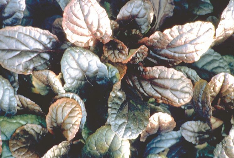 Revsuga – Ajuga reptans ’Mahagoni’