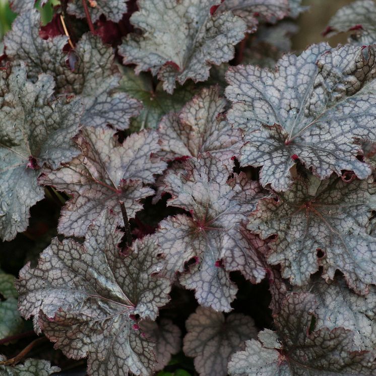 Alunrot - Heuchera 'Plum Pudding'