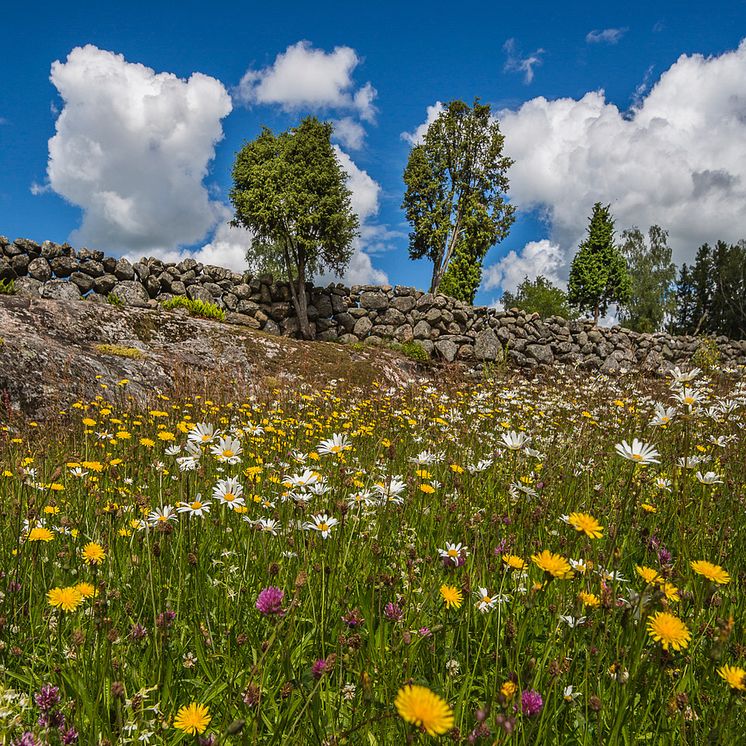 Slåtteräng i Baltorp, Barne-Åsaka