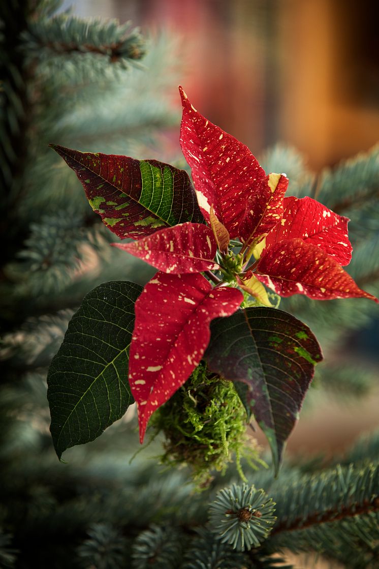 Julstämning med julstjärnor