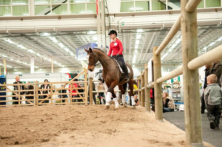 EuroHorse Paddock 12