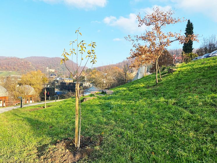 Goetheanum Gartenpark Neupflanzung_Sebastian Juengel