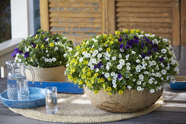 Småpetunia - Calibrachoa parviflora Conga Mixmasters Dancing Queens