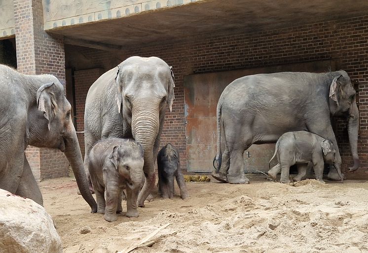 Zoo Leipzig - Zuwachs im Elefantentempel