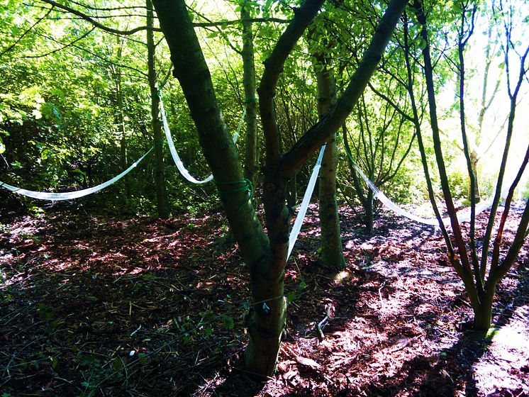 Sommarlund: Hängmattor i träden under Sagovandring i Brunnshög