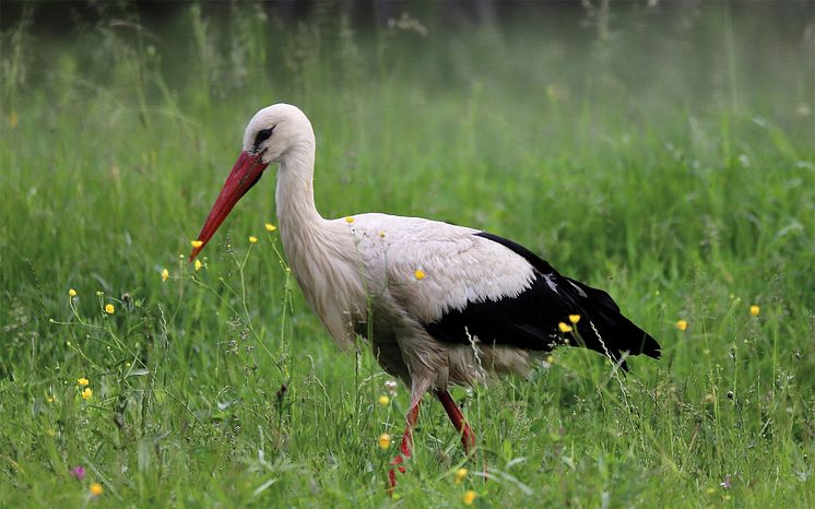 Weißstorch_300dpi_cmyk_copyright Josef Kleinhappel.jpg