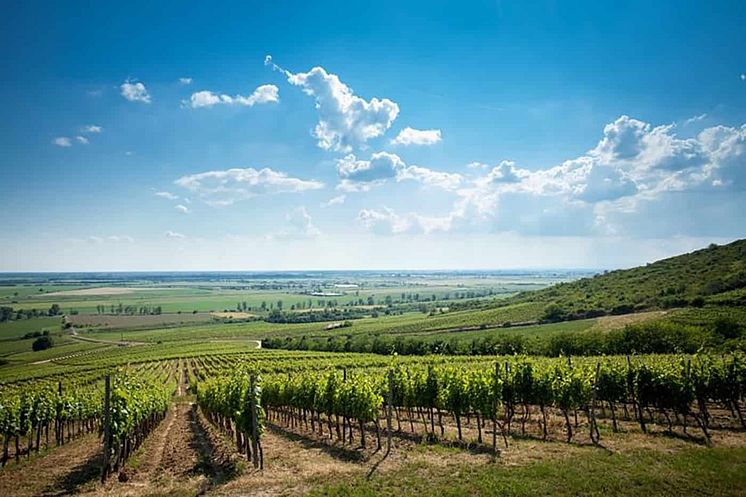 Grand Tokaj Photo: Hungarianwines.eu