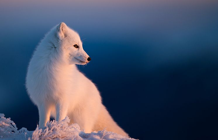 Foto av Knut Erik Alnæs