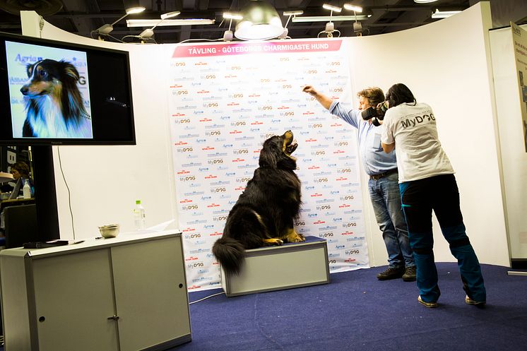 Tävlingen "Göteborgs Charmigaste Hund" på MyDOG 2014