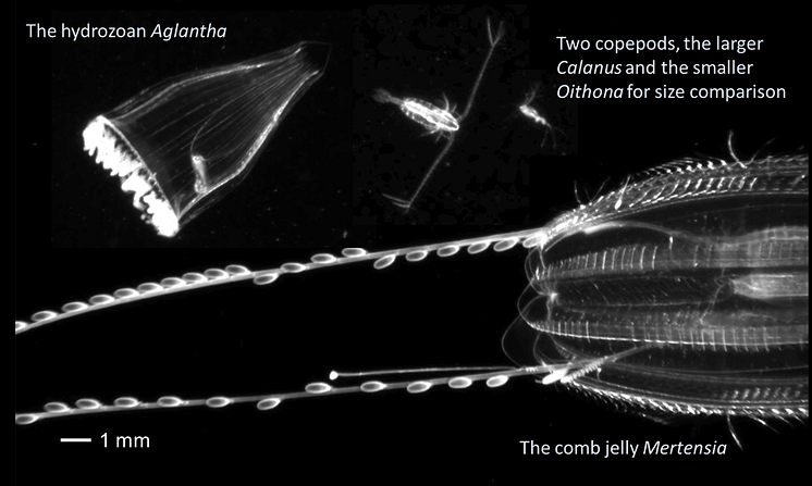 Figure 1 Gelatinous plankton