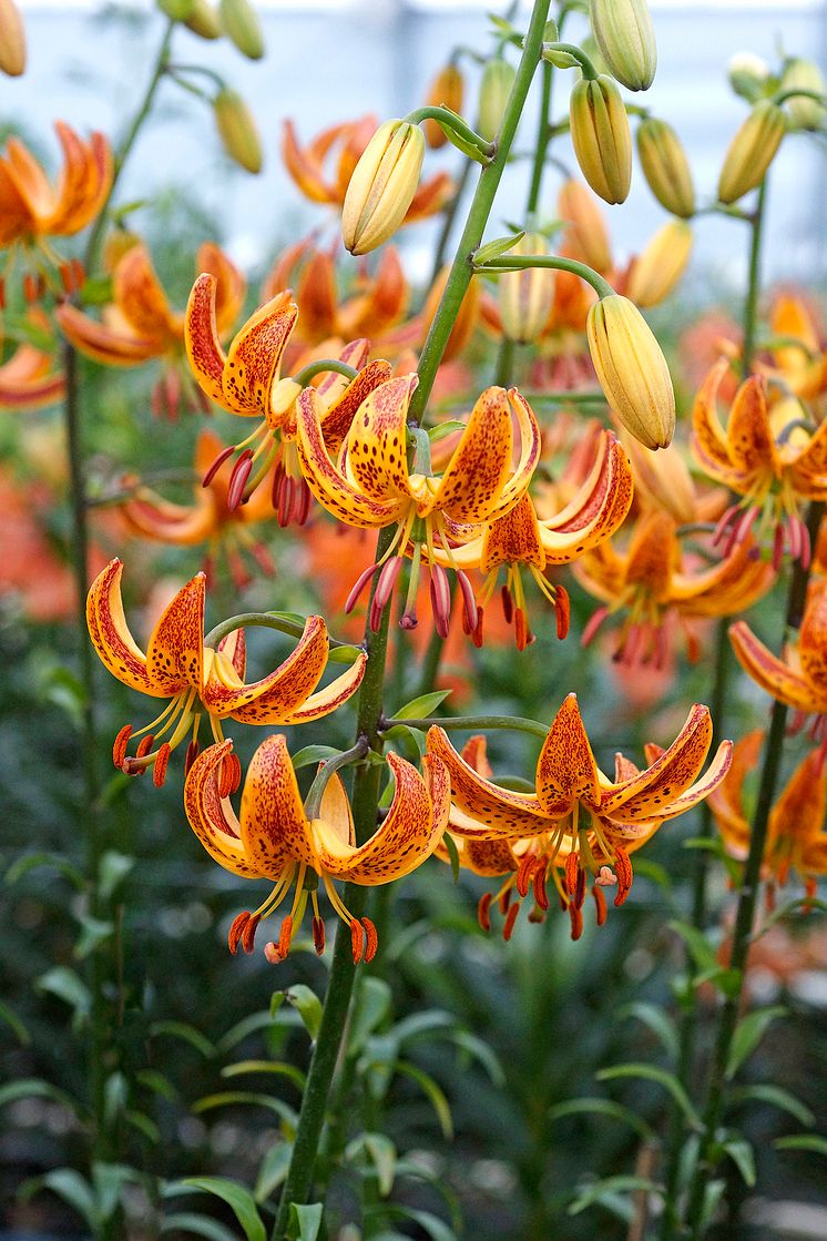 Lilium Sunny Morning