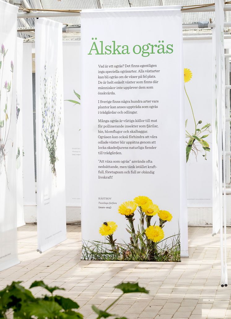 Älska ogräs_1_fotograf Lena Granefelt.jpg