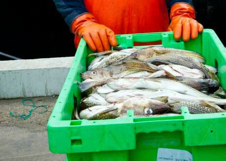 EU-möte om fiskekvoter för Västerhavet