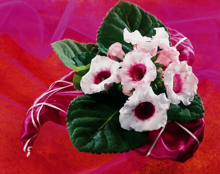 Gloxinia