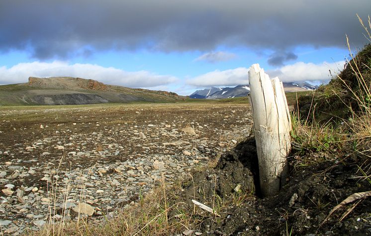 Mammoth tusk 1