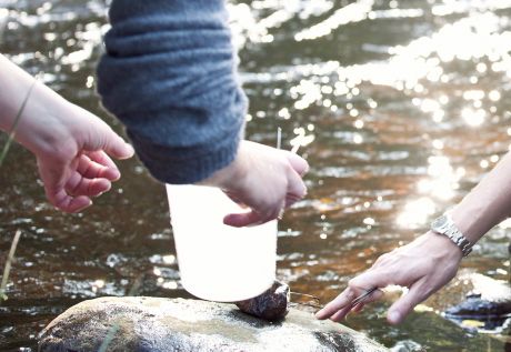 En miljon till studie om kustfiskens hälsa