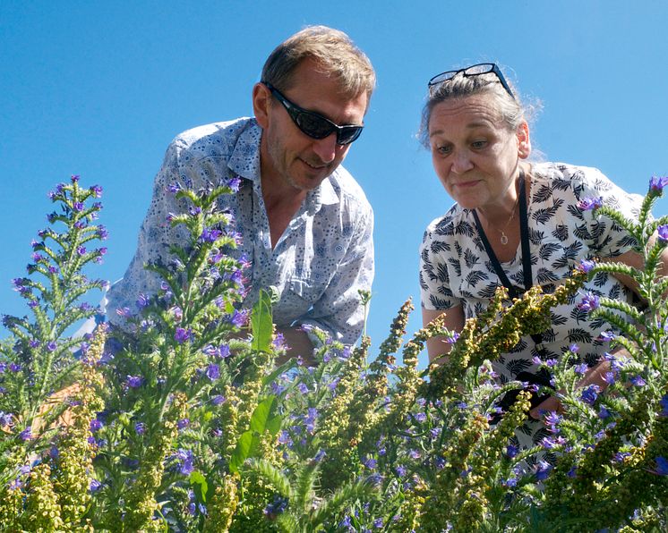 Professor Dave Goulson på humlejakt