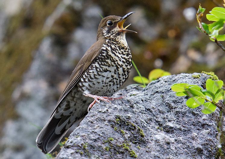 Himalayan Forest Thrush 