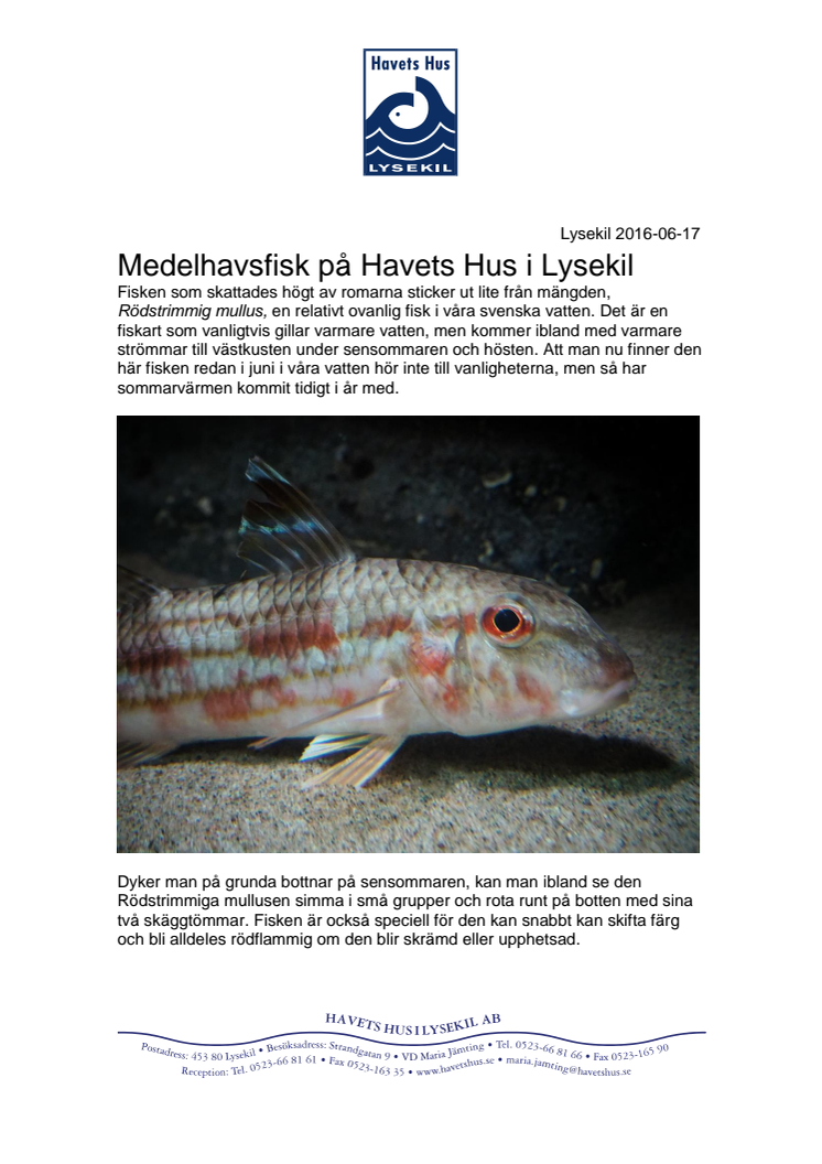 Medelhavsfisk på Havets Hus i Lysekil
