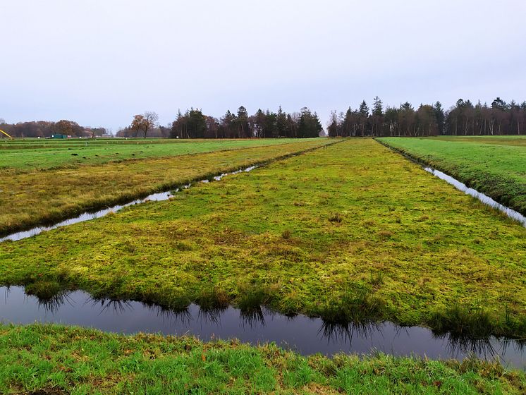 Verbundprojekt „MOOSland“ setzt auf nachwachsendes Torfmoos von wiedervernässten Hochmooren anstatt auf klimaschädlichen Torfabbau | Landwirtschaftliche Nutzung 