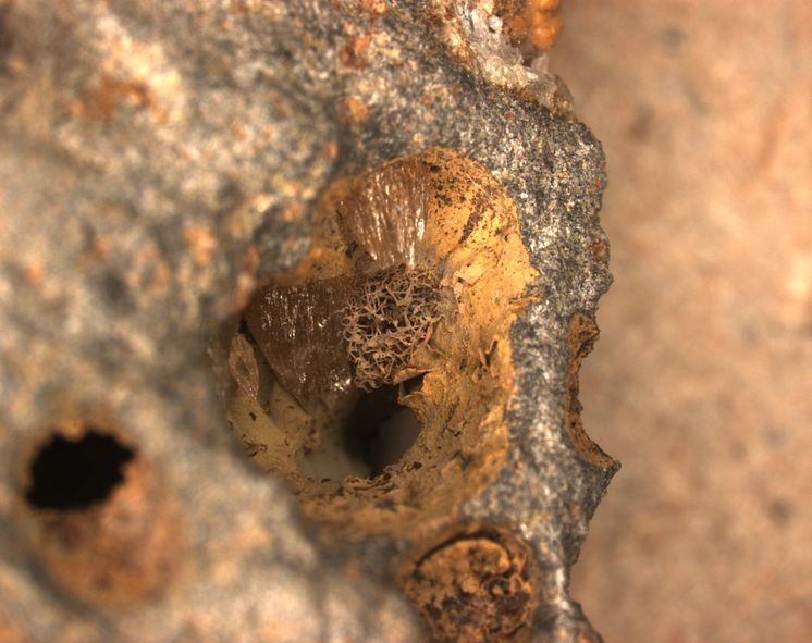 Hålrum i basalt med svampmycel, från jordskorpan under Stilla havet.
