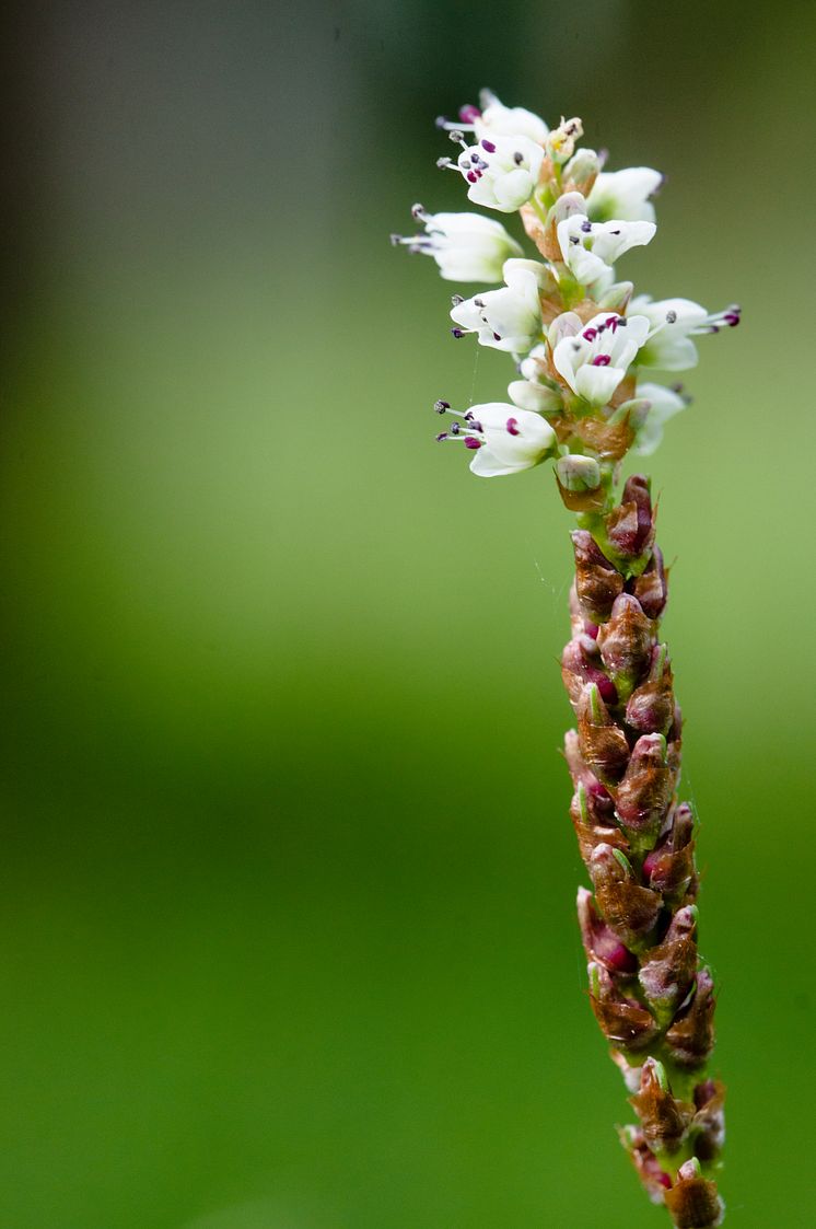 Alpine bistort (Bistorta vivipara) is a species for which the loss of moist grasslands in Britain is contributing to range loss.  Photo by Alistair Auffret