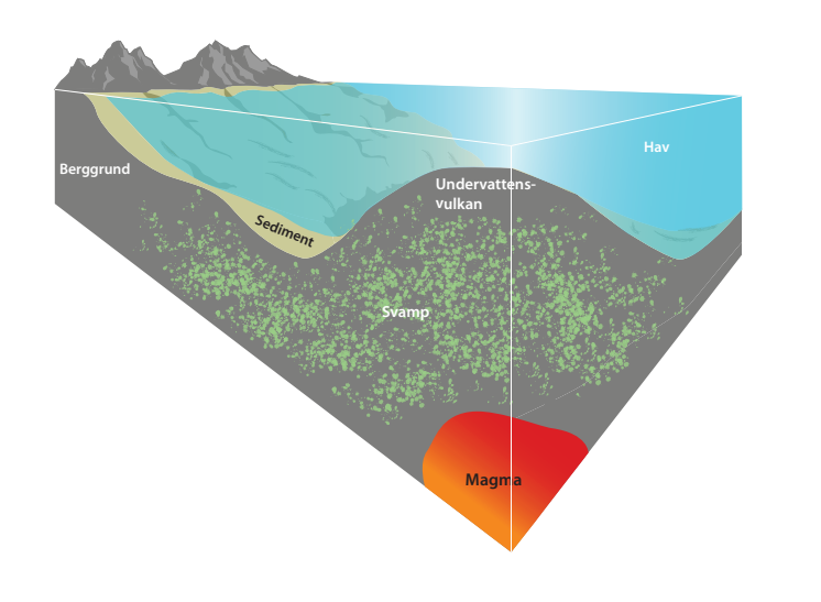 Infografik, svampar under havsbotten