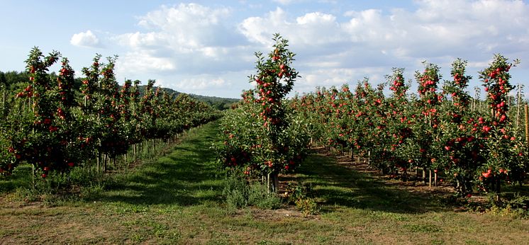 Fruktodling i Knäbäck