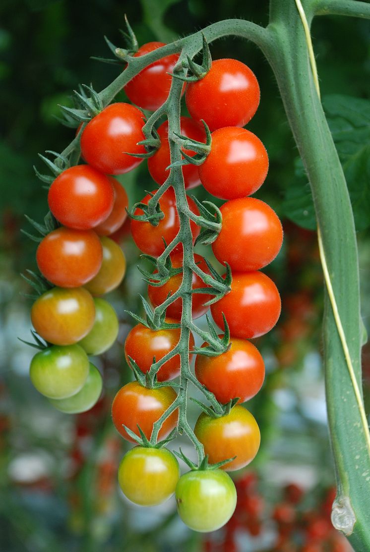 Tomater på planta