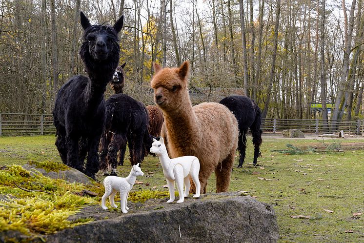 Alpakas im Kinderzoo des Tiergarten Nürnberg