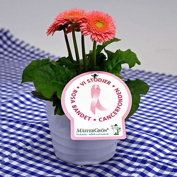 Dagens Rosa Produkt 11 oktober - en småblommig Gerbera från Mäster Grön