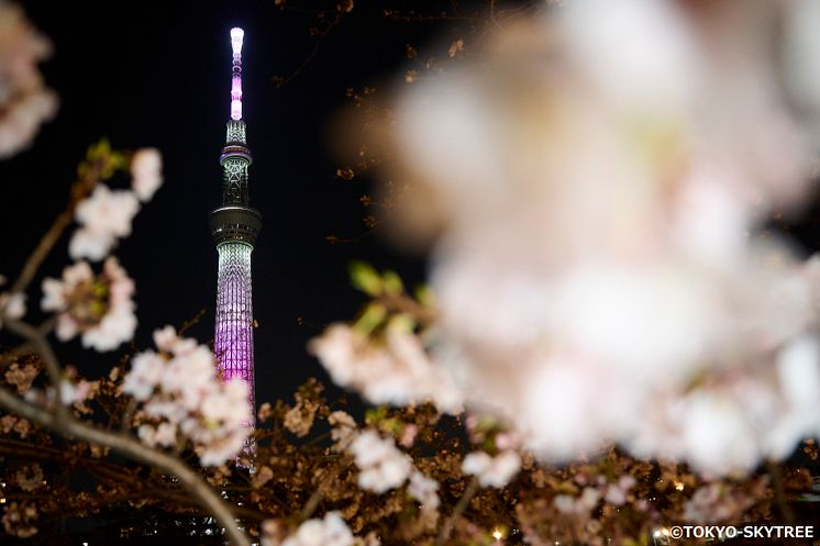 TOKYO SKYTREE’s spring lighting