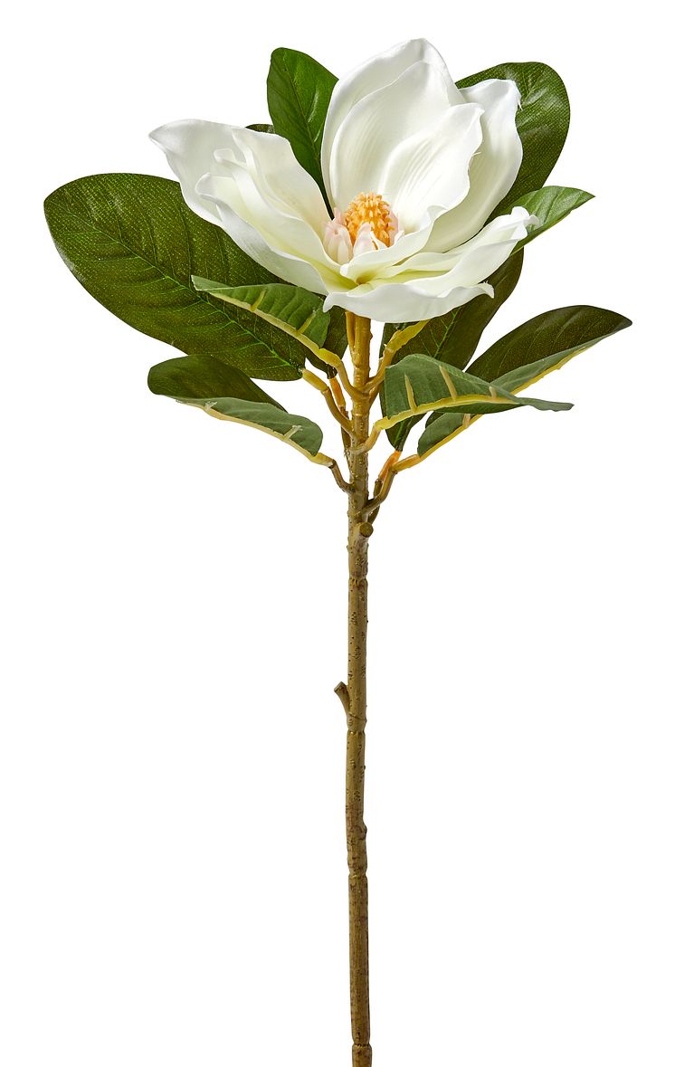 Magnolia