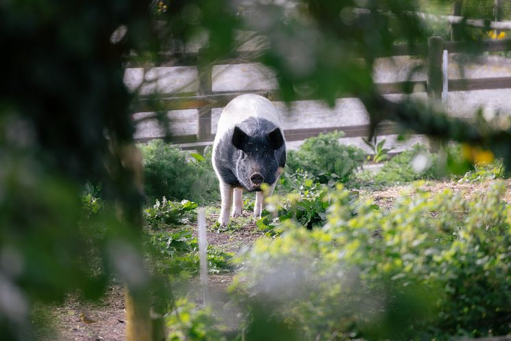 Gris på Kvarnbacka gård